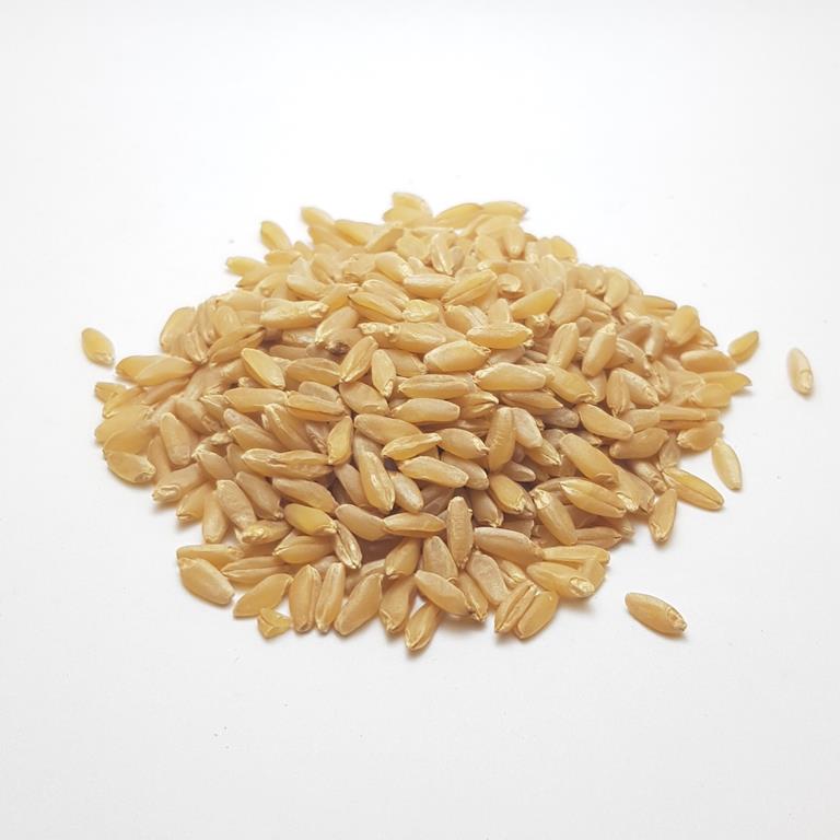 Burgos Wheat Unhulled - Durum Wheat - Ashura Wheat - Triticum Durum
