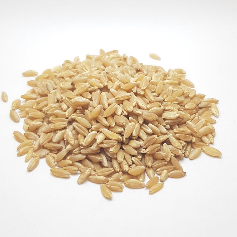 Khorasan Wheat - Ashurelik - Triticum 