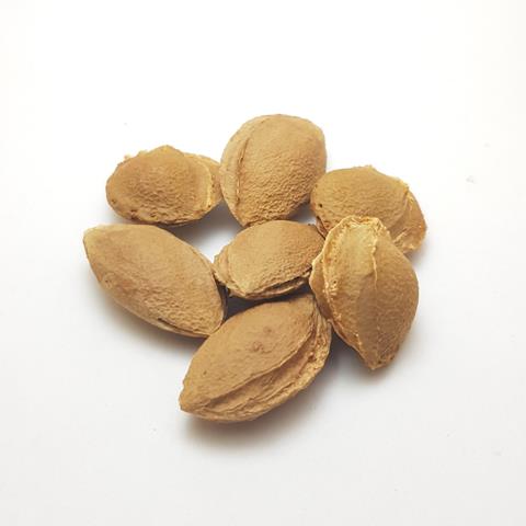 Apricot Stones - Apricot Pits