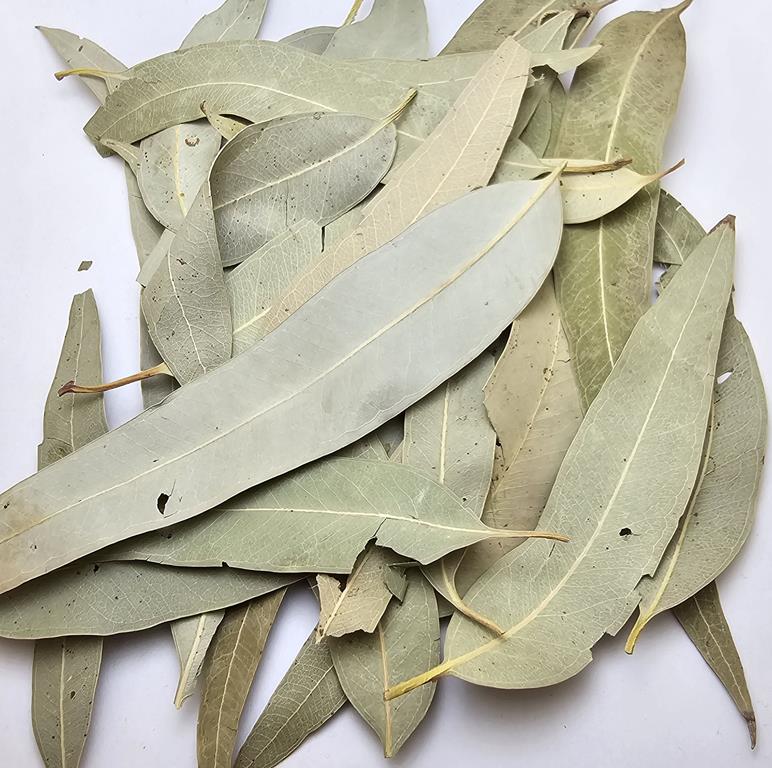 Eucalyptus Leaves, Eucalyptus Camaldulensis